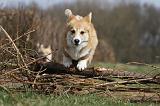 CORGI PEMBROKE 885